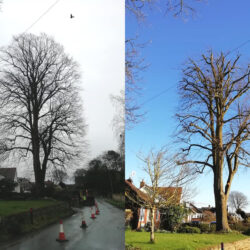 Crown Reduction & Thinning Bristol & Bath