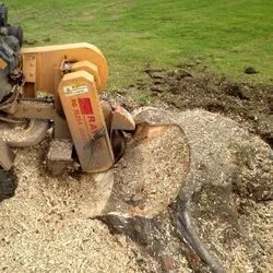 Stump Grinding Bristol & Bath