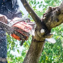 Tree Pruning & Trimming Bristol & Bath