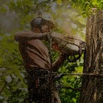AW Tree Surgery Ltd