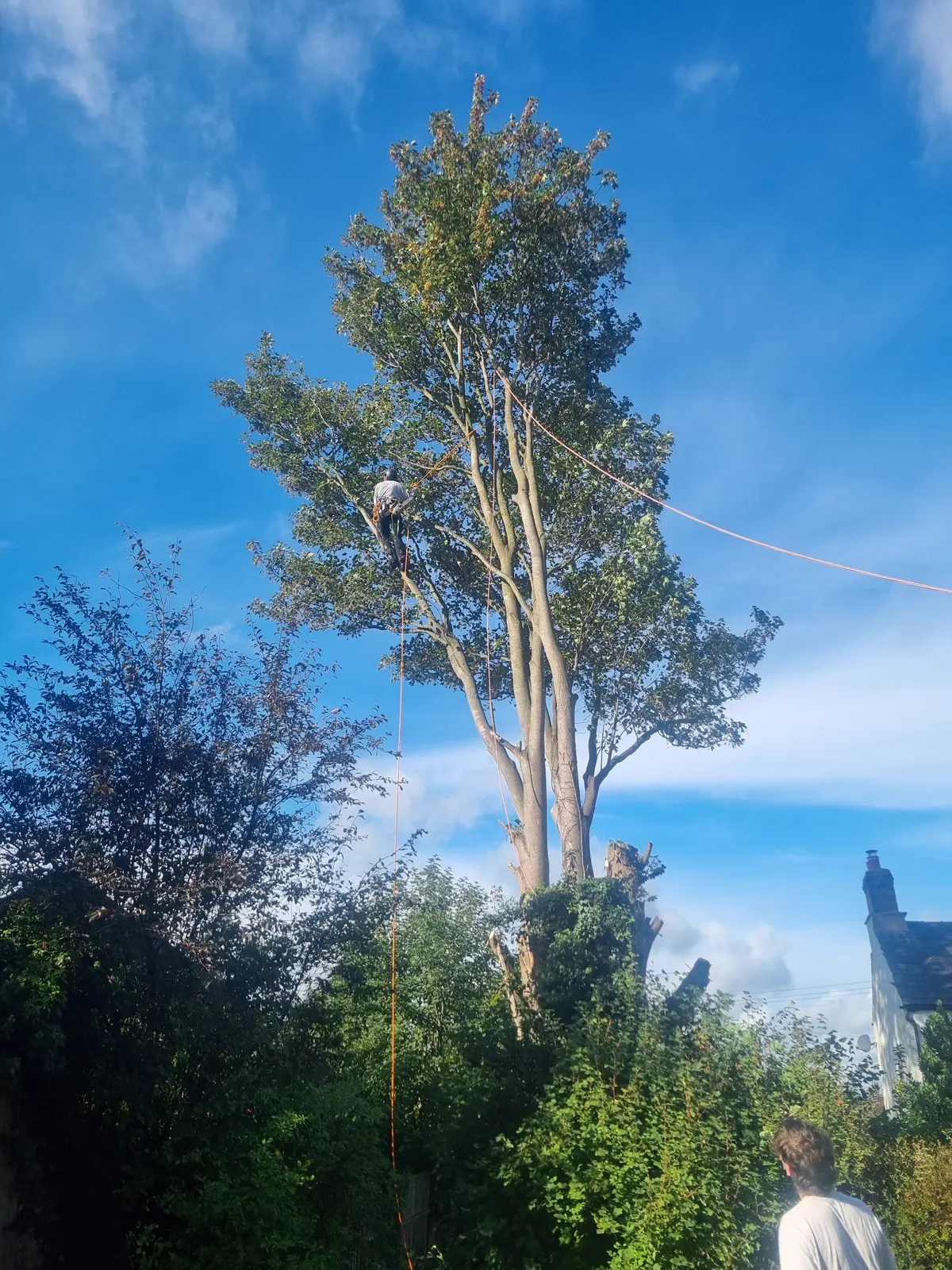 Work by AW Tree Surgery & Garden Care Ltd